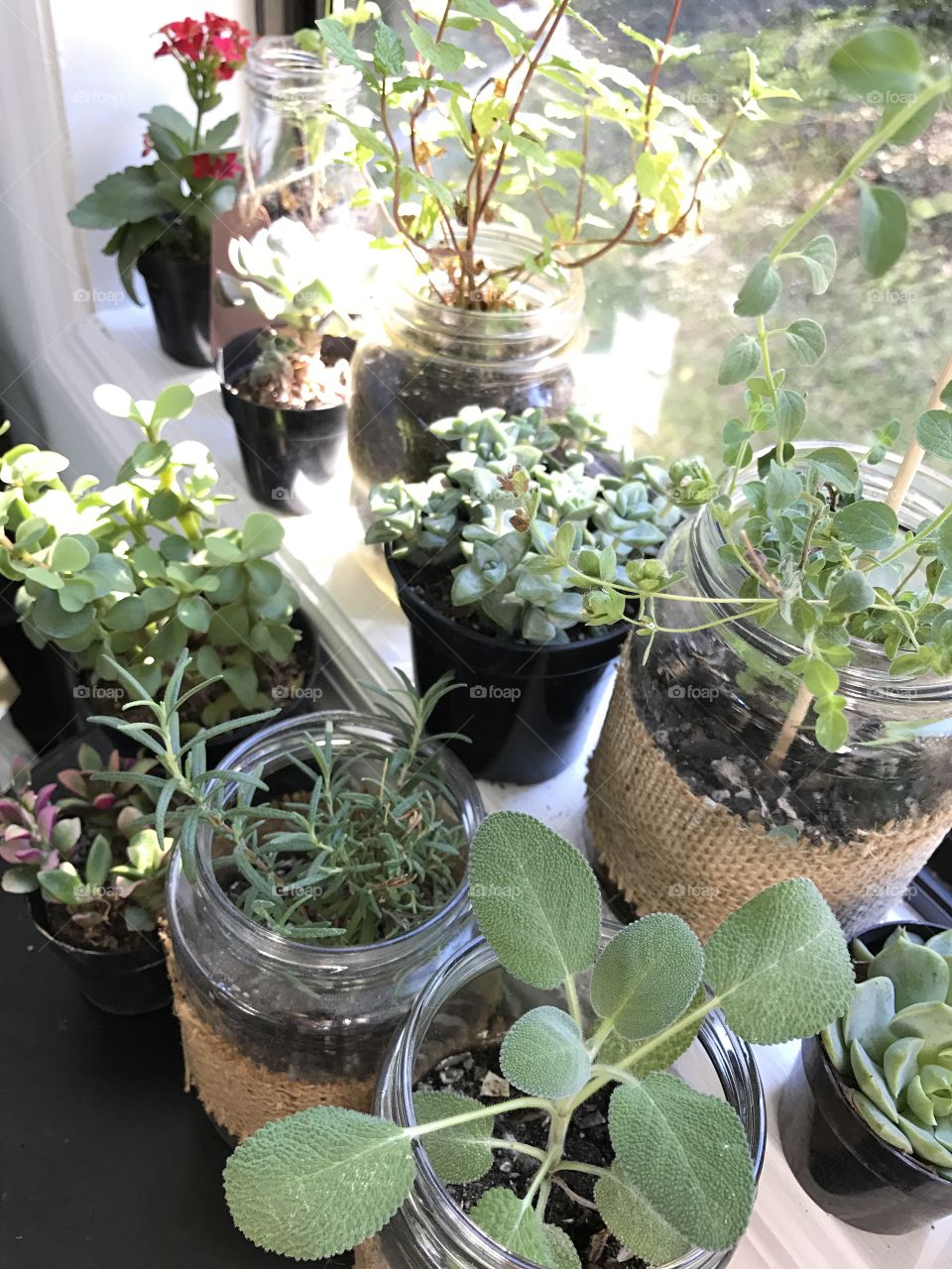 Flora, Leaf, Pot, Houseplant, Nature