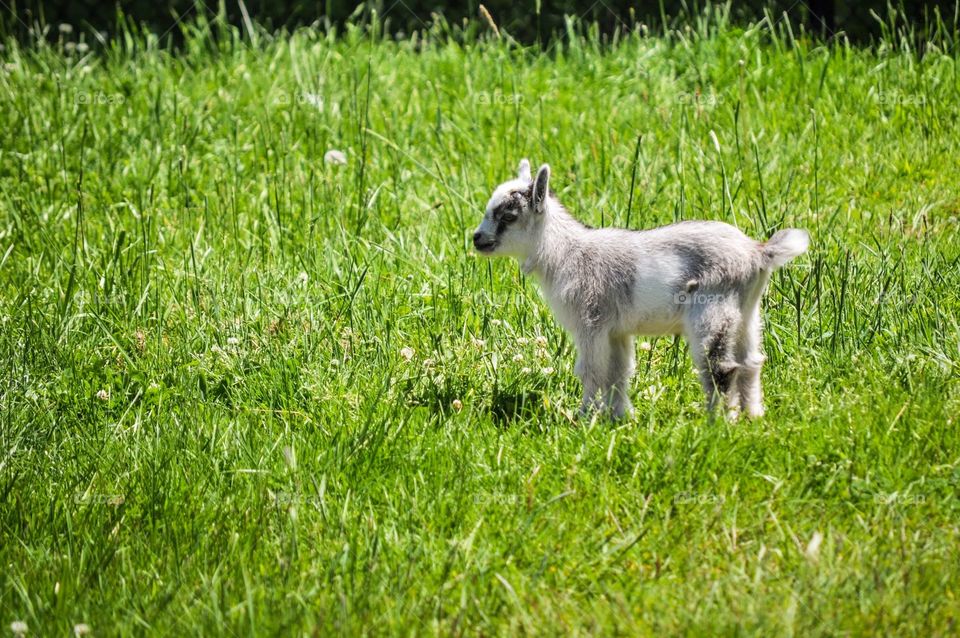 Grass, Hayfield, Mammal, Nature, Animal