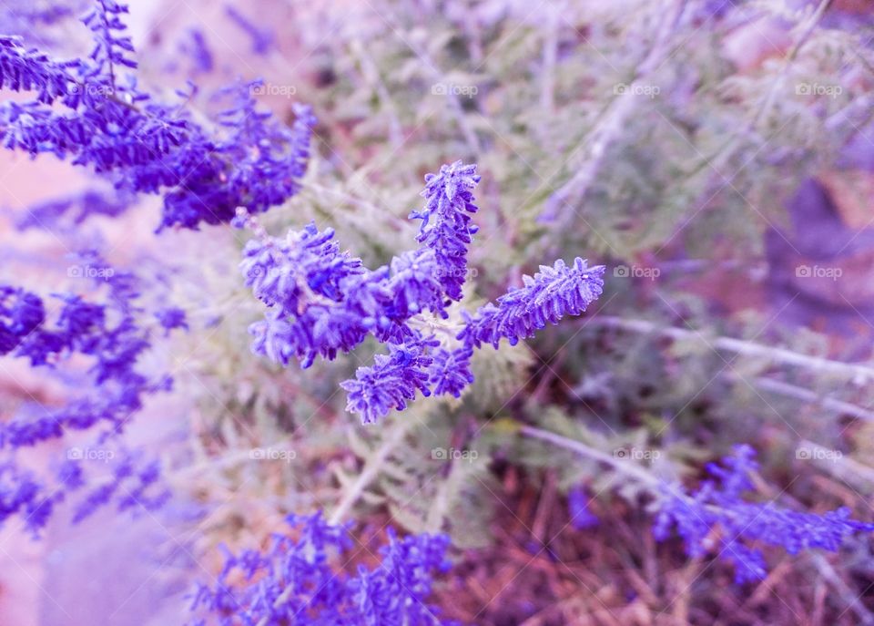 Wild Purple Lavender Bloom