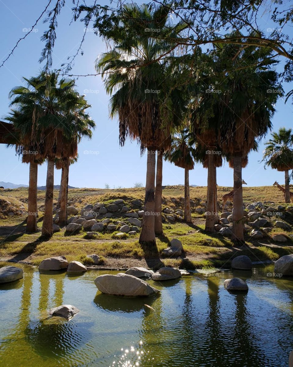 oasis