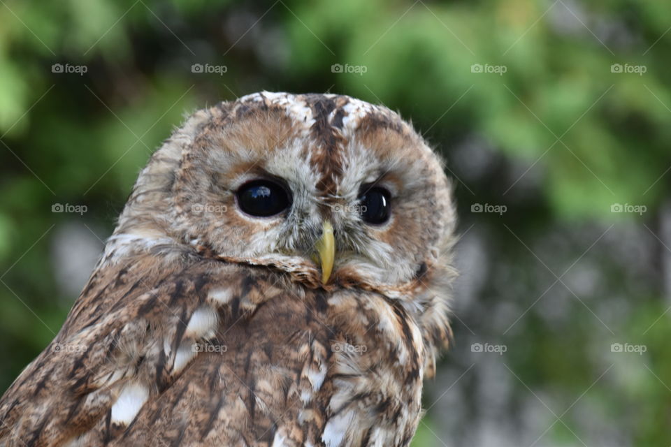 Screech owl sitting on a branch and looking around