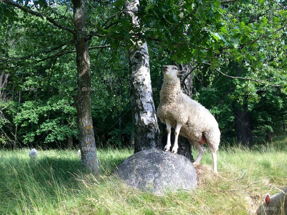 Sheep on top