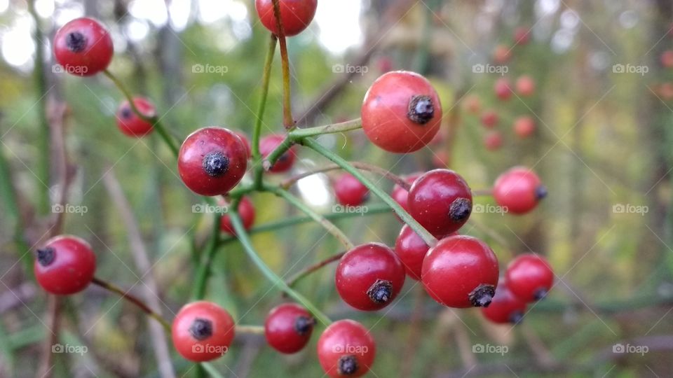 Red berries in nature