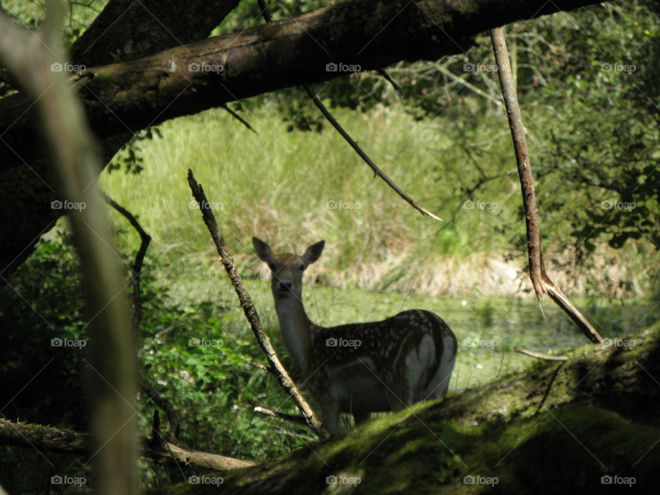 Animals, roe deer, forest,