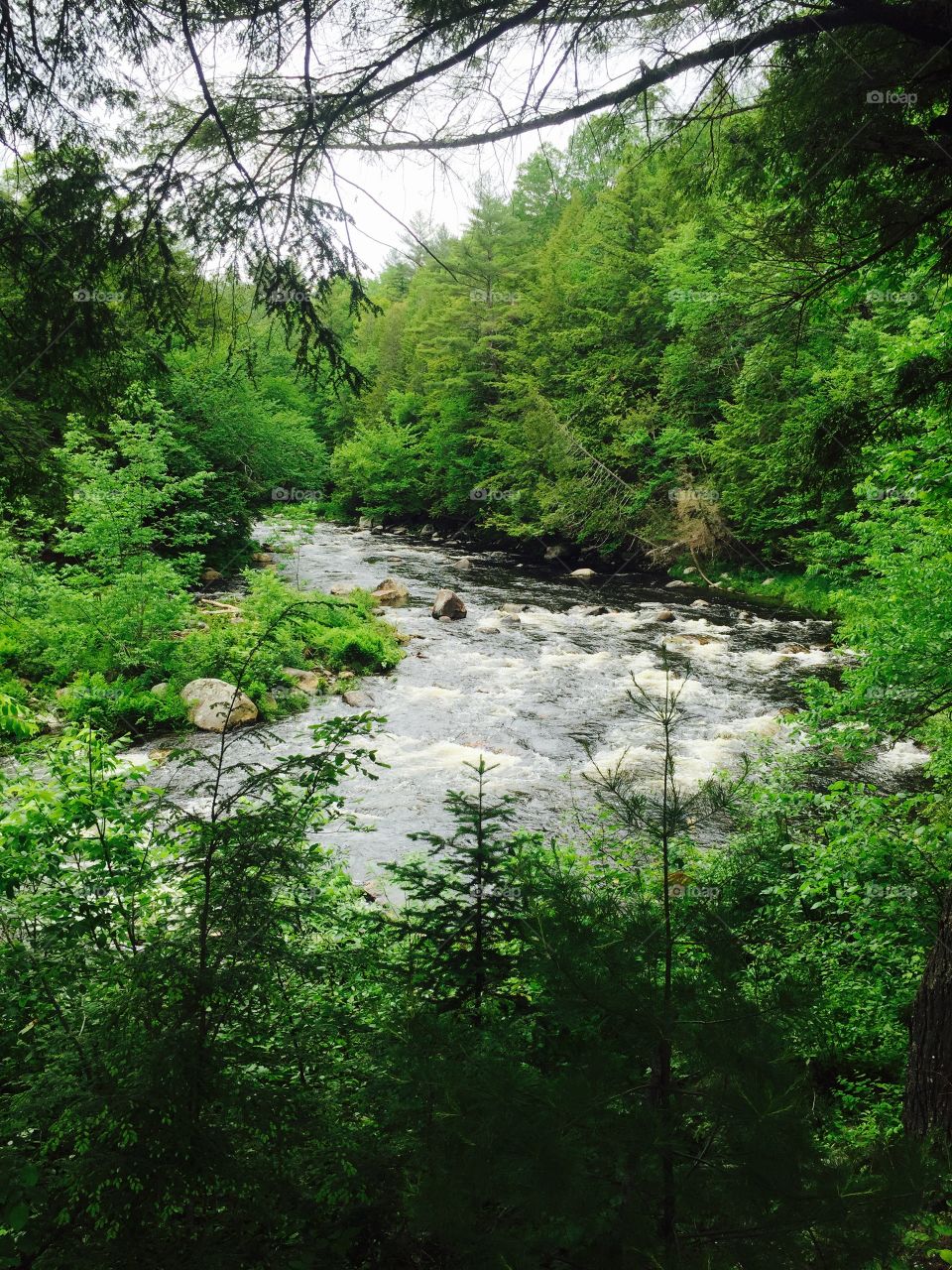 Scenic view of stream in forest