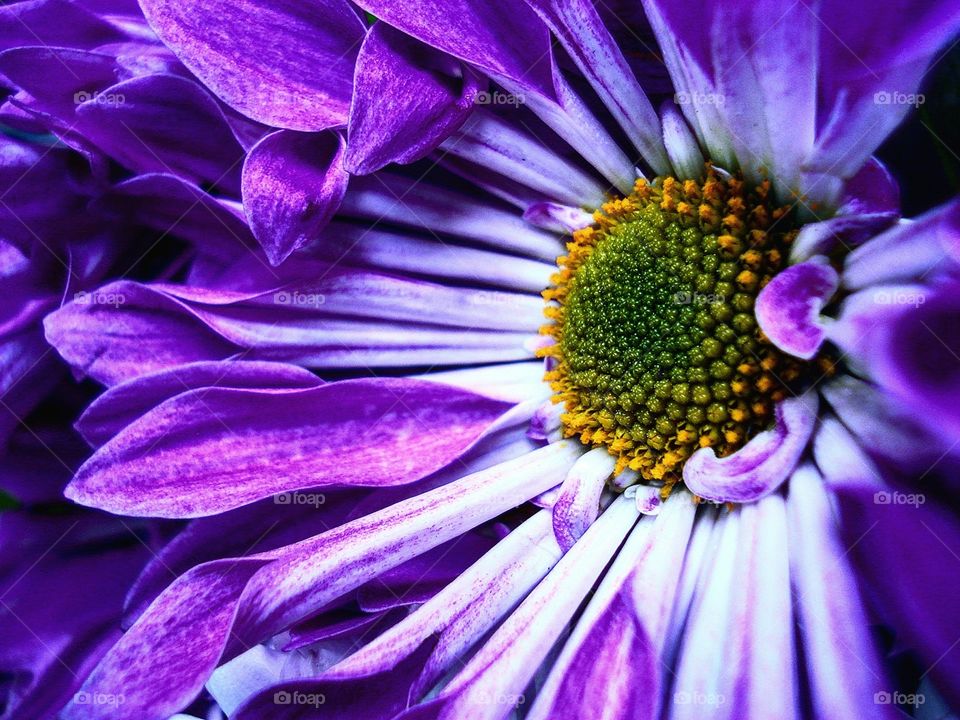 Purple Flower