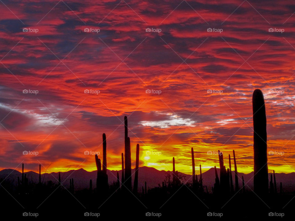 Silhuotted saguaros against sunset