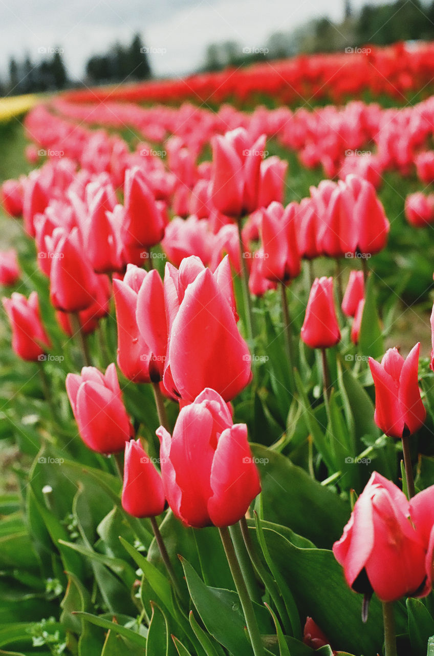 One of the bright red rows of tulips while walking around Tulip Town during the annual tulip festival 