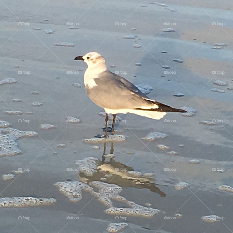 Bird on the beach 