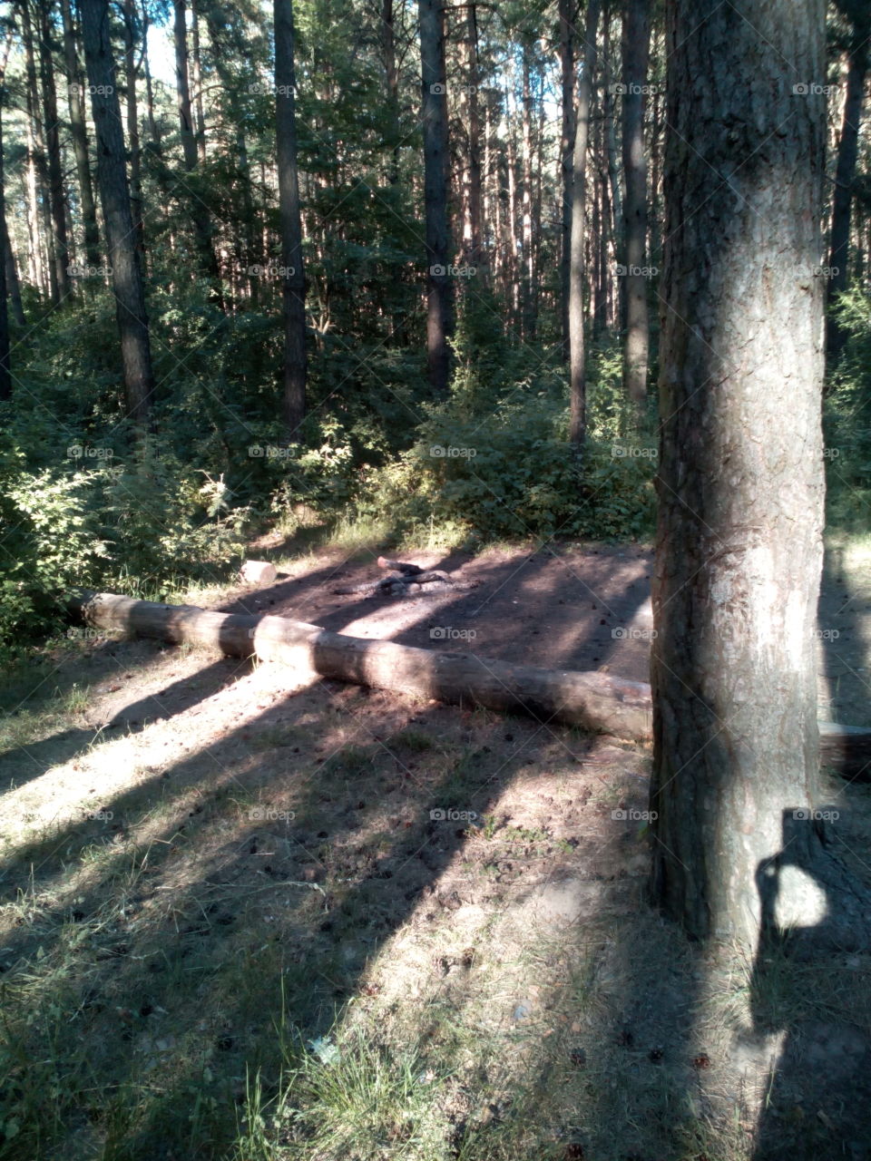 Wood, Tree, Landscape, Nature, No Person