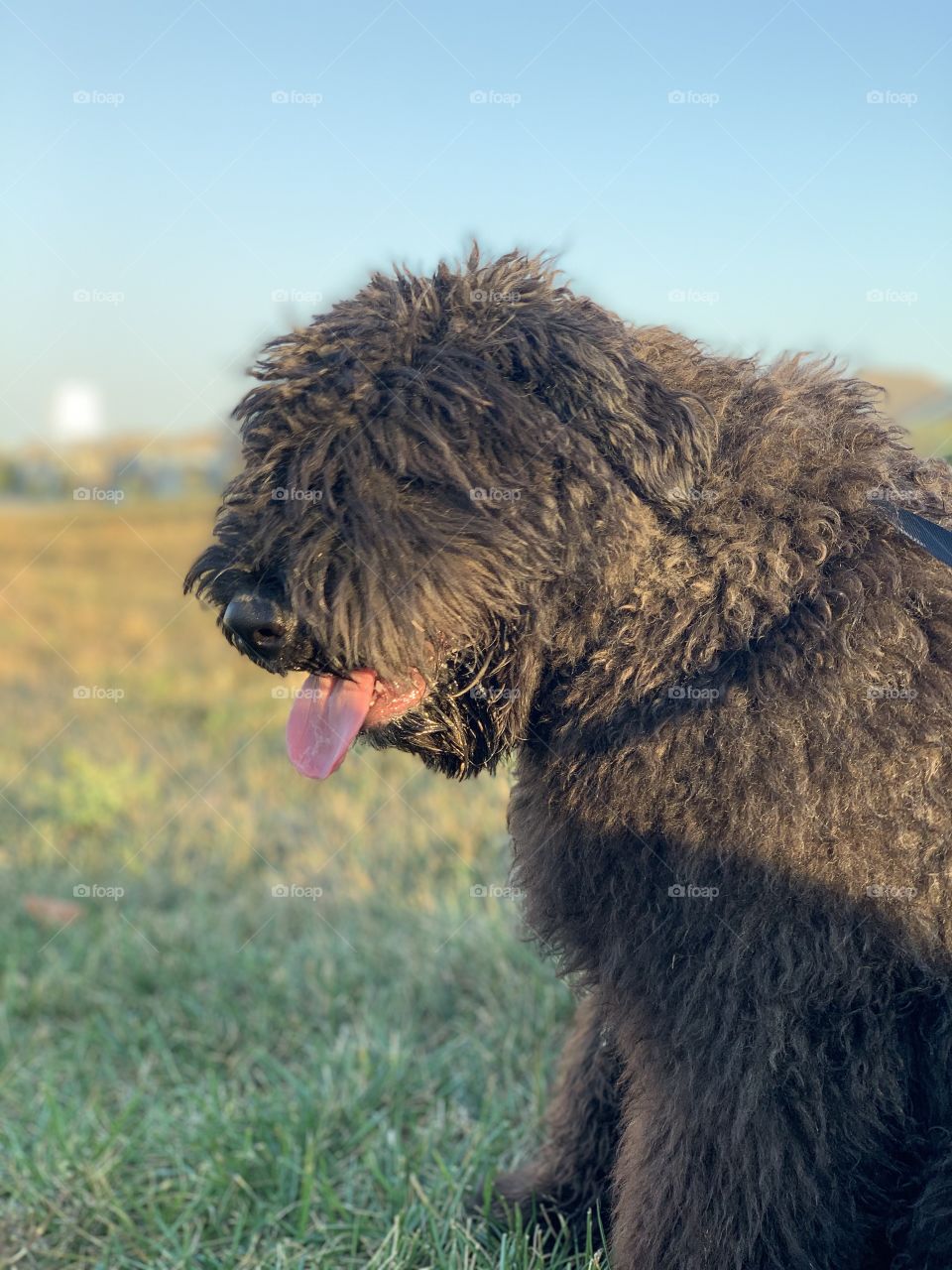 Bouvier Des Flandres puppy 