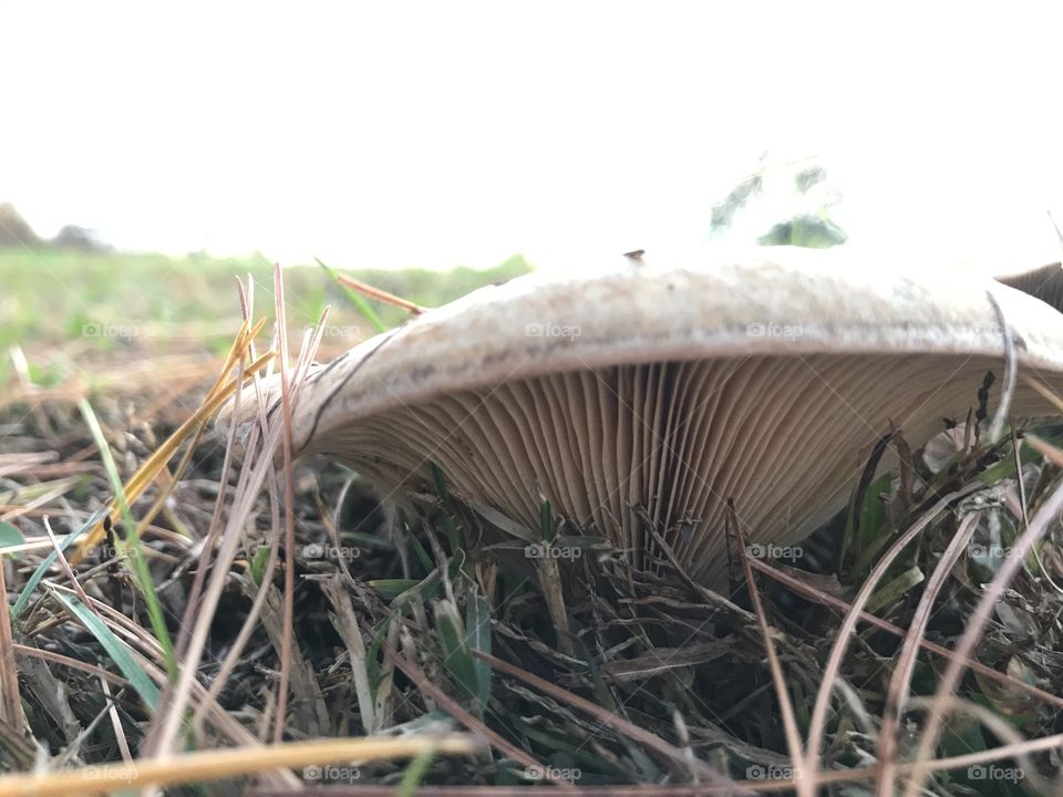 Mushroom Ridges