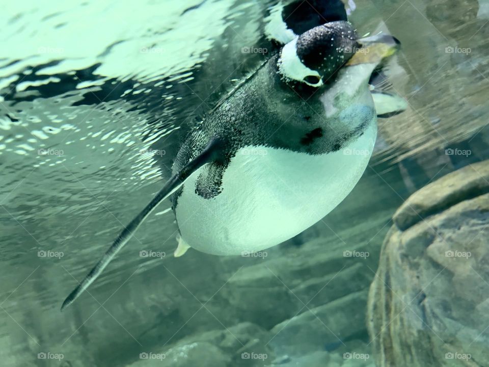 Penguin 