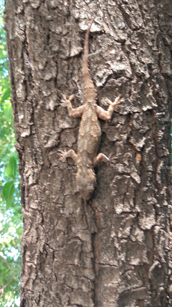 tree on the lizards