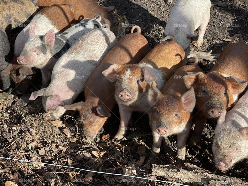 Sweet little piglets Checking us out