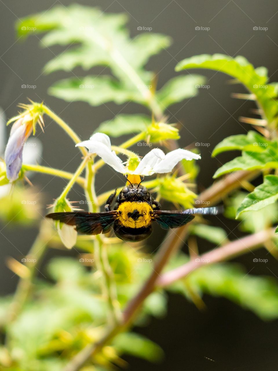 Tropical carpenter bee