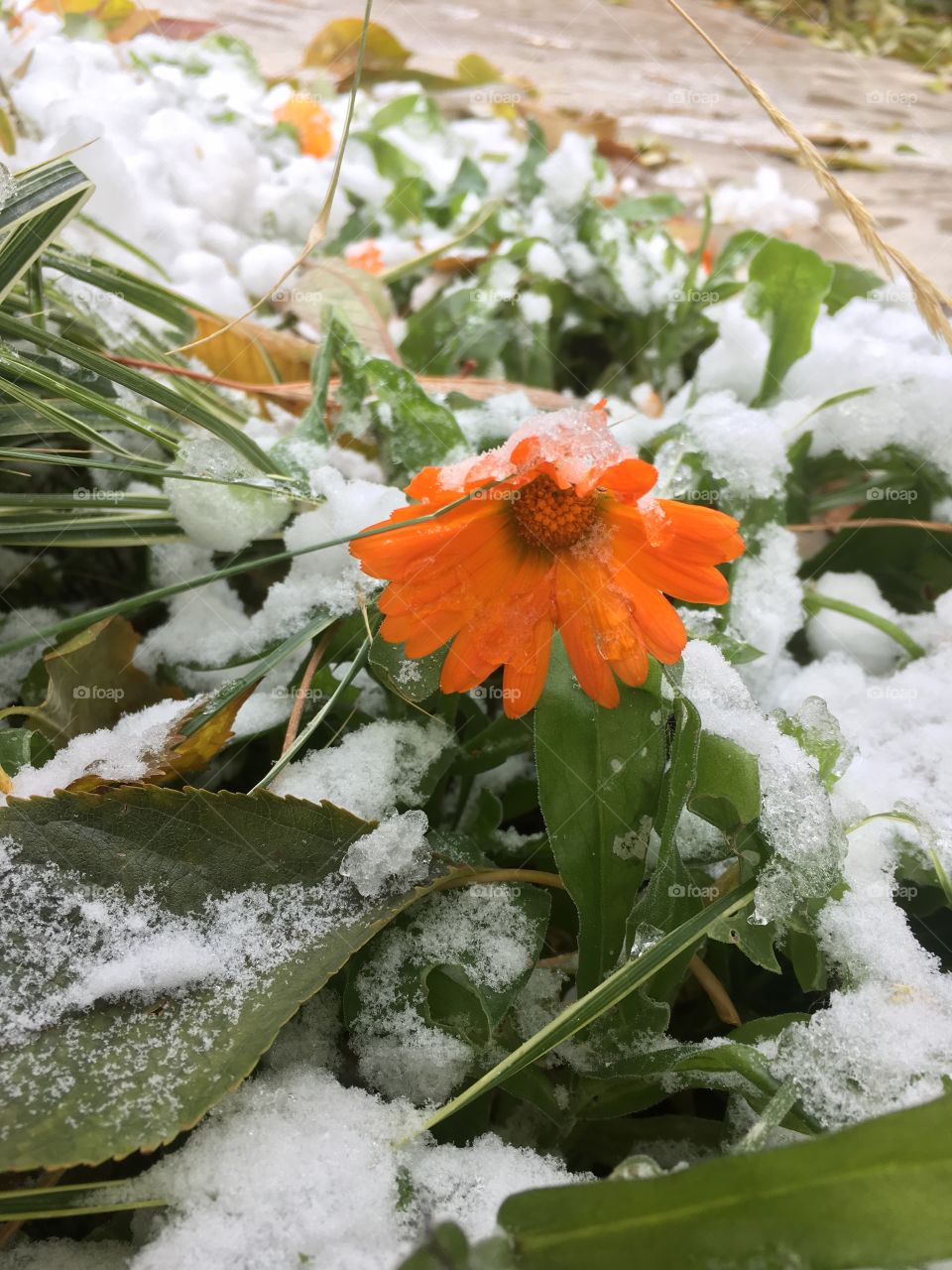 Flower in the snow 