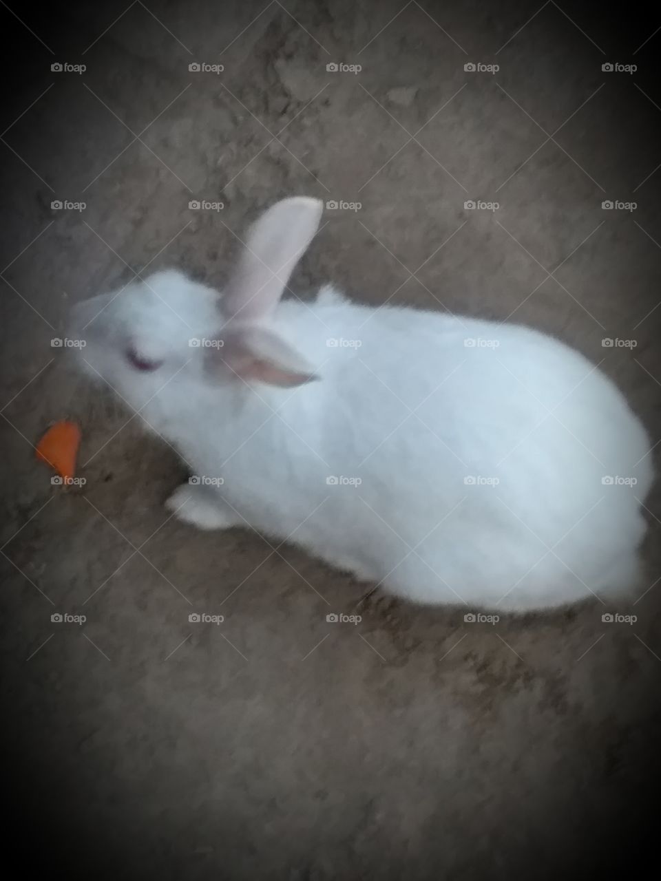 my beautifull Rabbit so awesome moment...