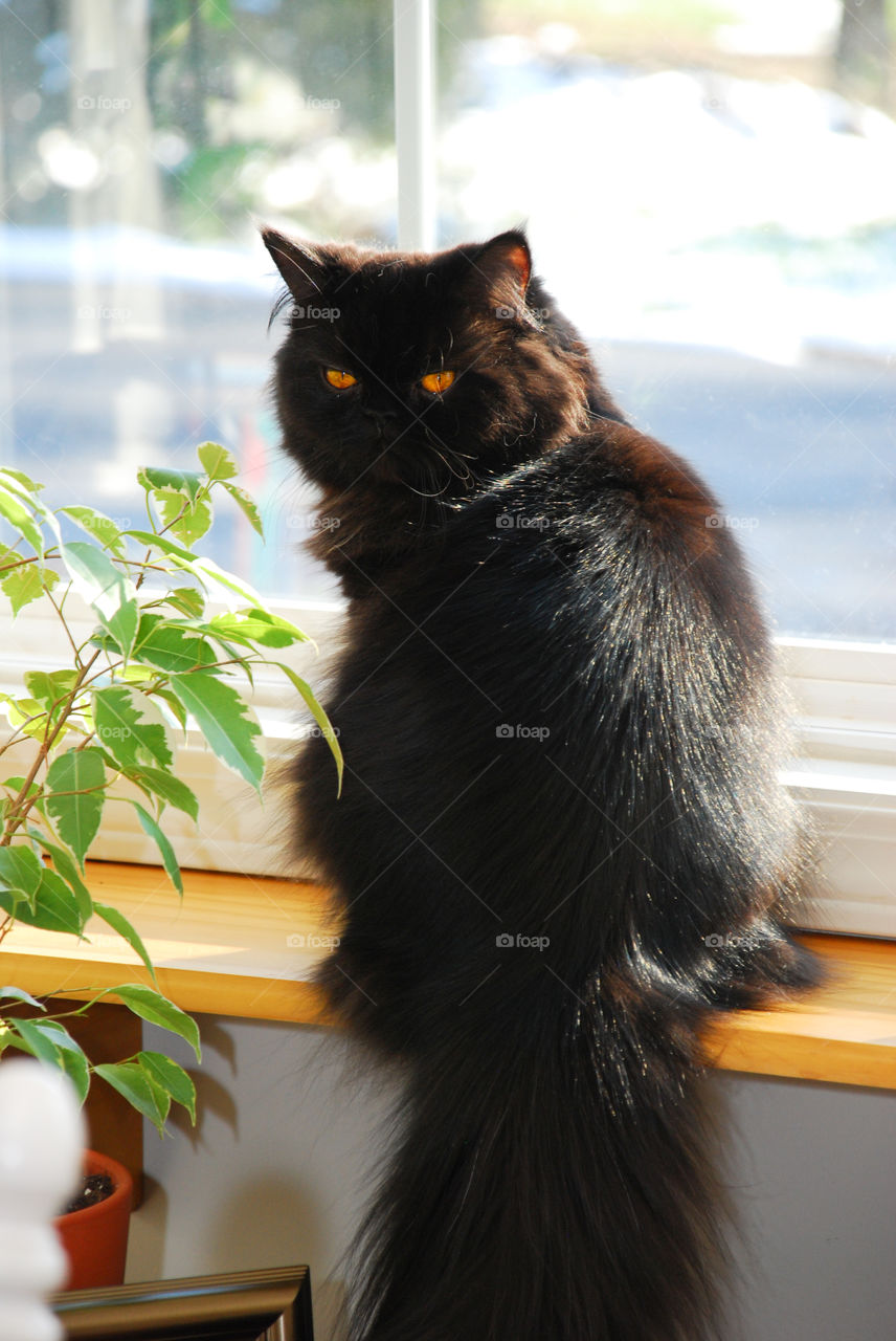 Black Persian Cat Sitting in Picture Window