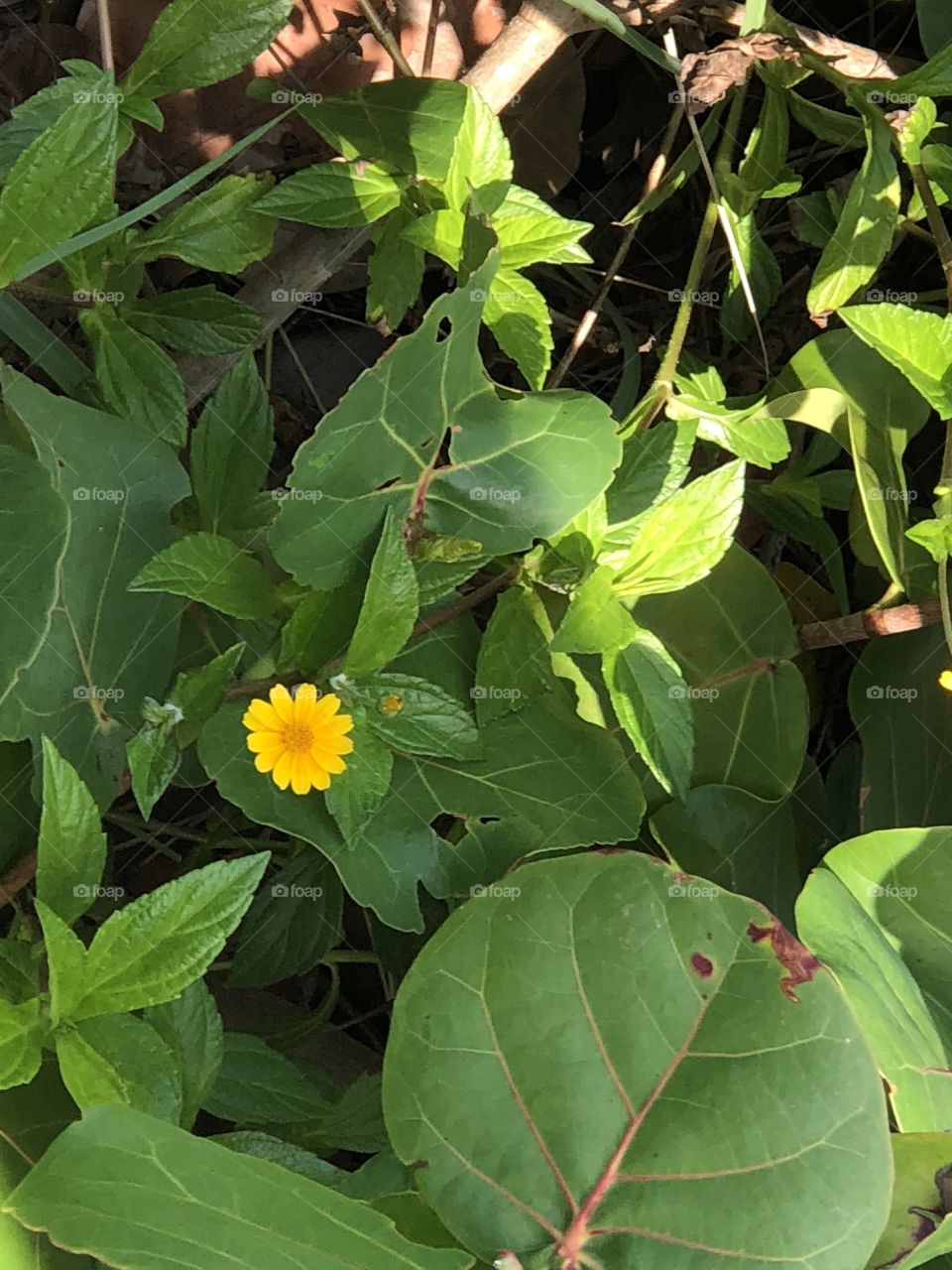 Yellow flower surrounded by green beachy leaves with a bit of sunlight 