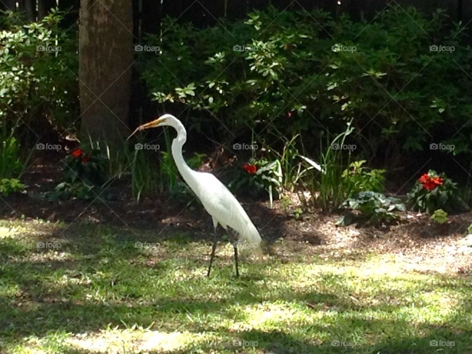 Great Egret eating a lizard 
