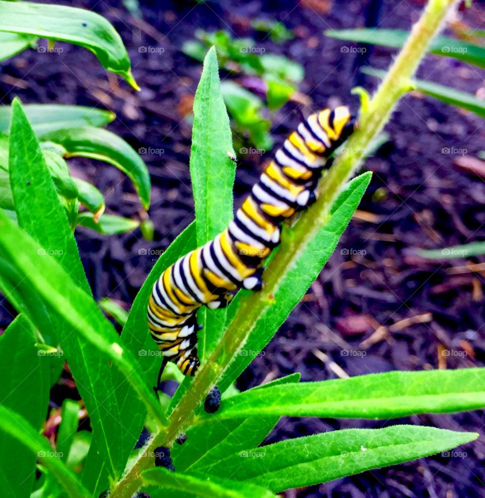 Majestic black and yellow monarch caterpillar dreaming of the day she will get to spread her wings and fly