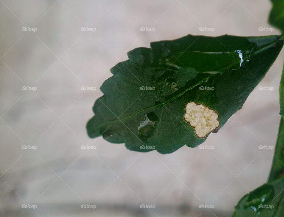 the leaves are yellow