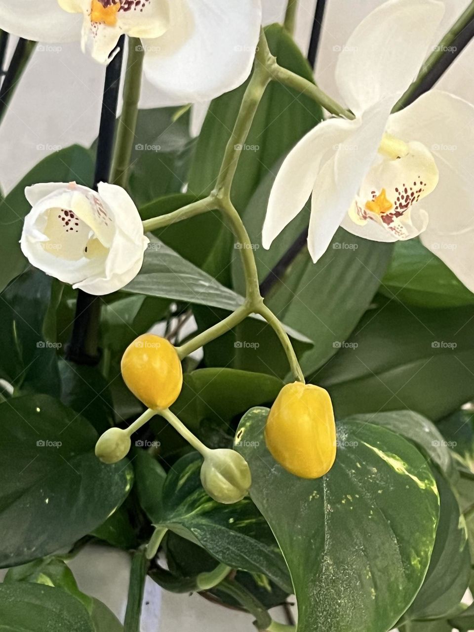 Phalaenopsis pleasant, or Phalaenopsis charming, is an epiphytic herbaceous plant