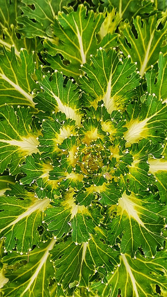 Green flower,flower,Green,plant,floral,botany,spring,summer,colorful,landscape,nature,garden,gardening,leaf,season, blossom,blooming