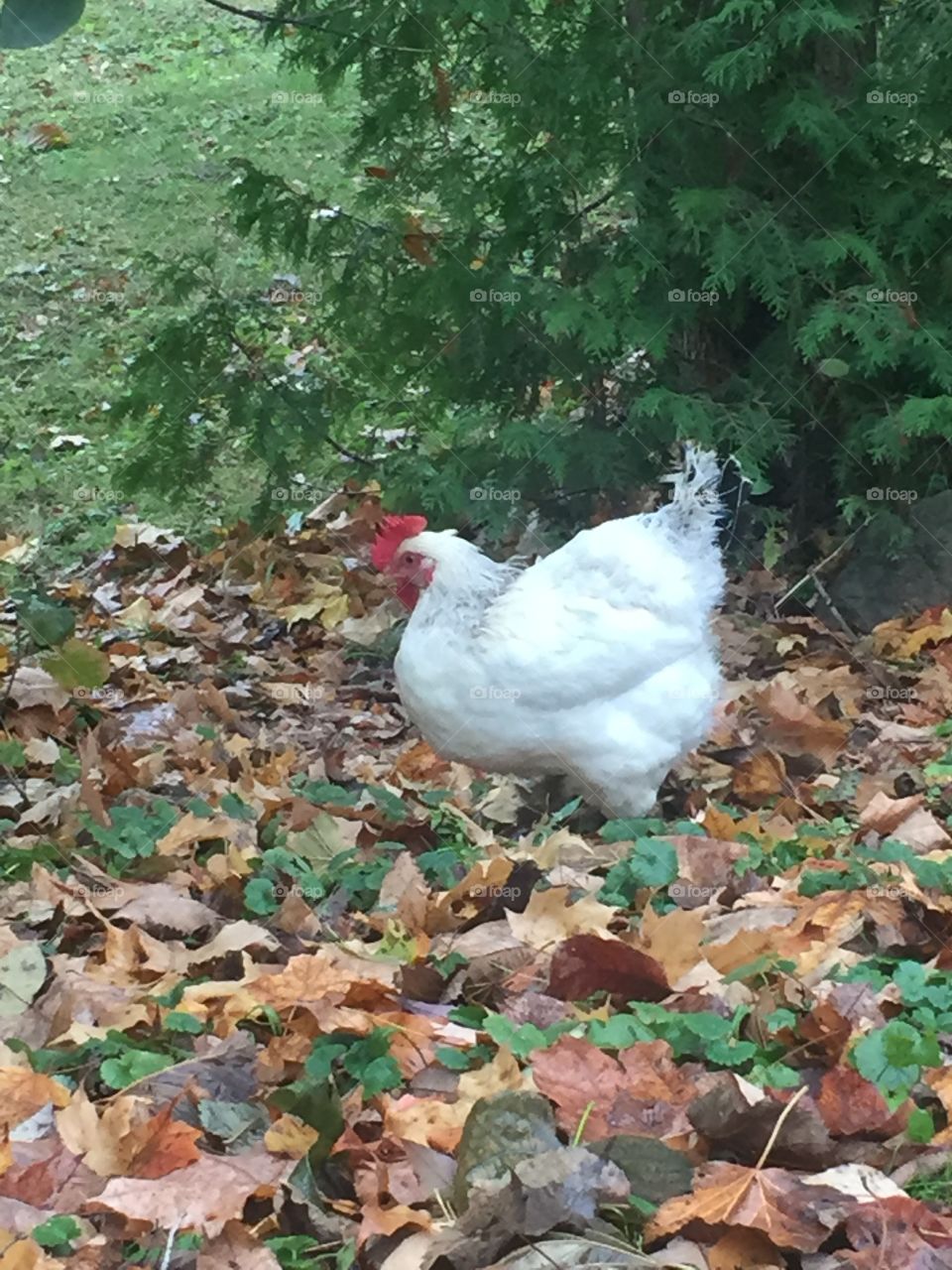 Beautiful white hen 