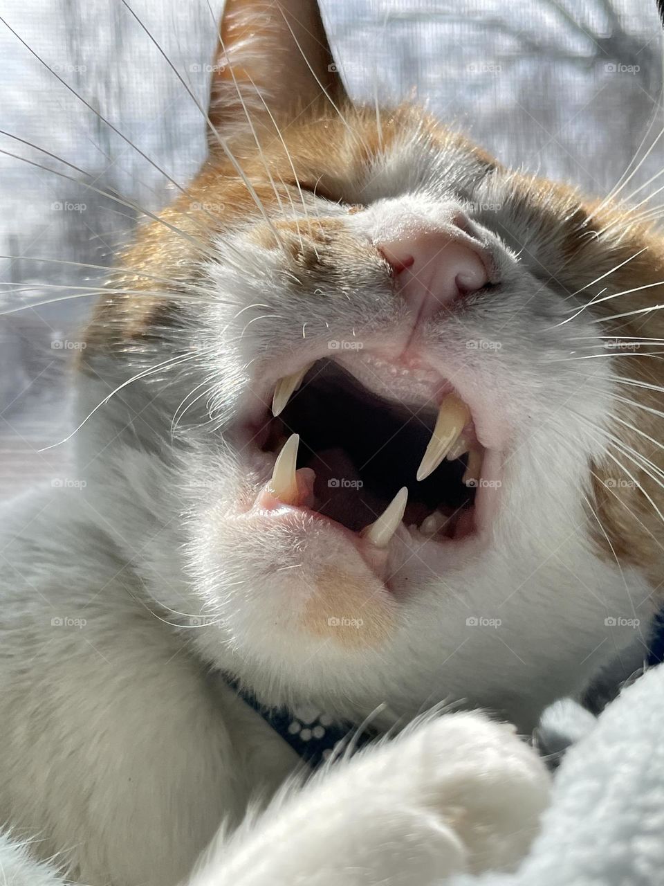A yawn? Or a big sneeze? Either way, look out! 