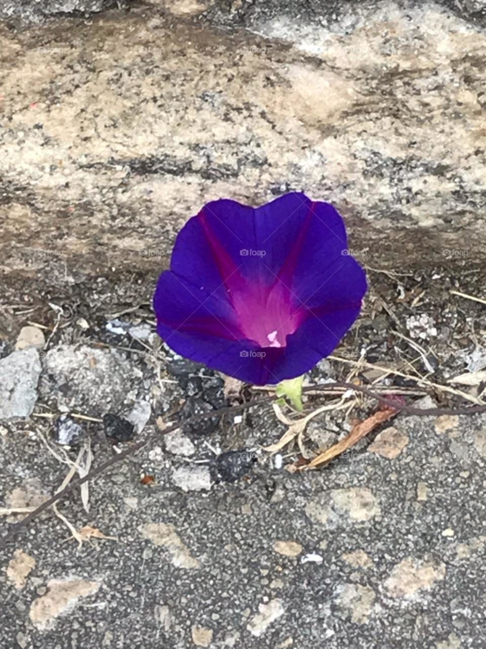 Between Rock & Hard Place