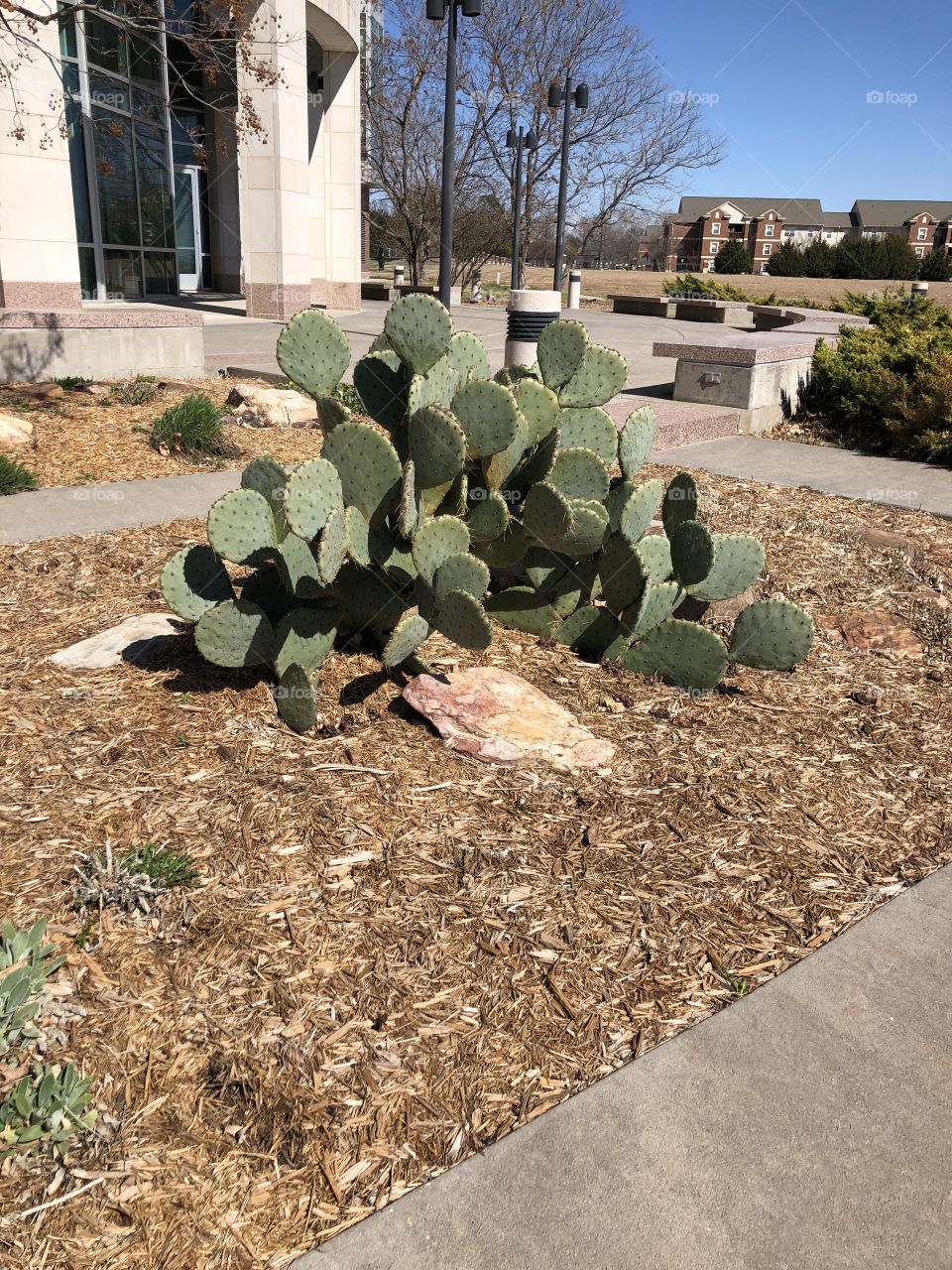 Cacti outside of OU in Oklahoma sun