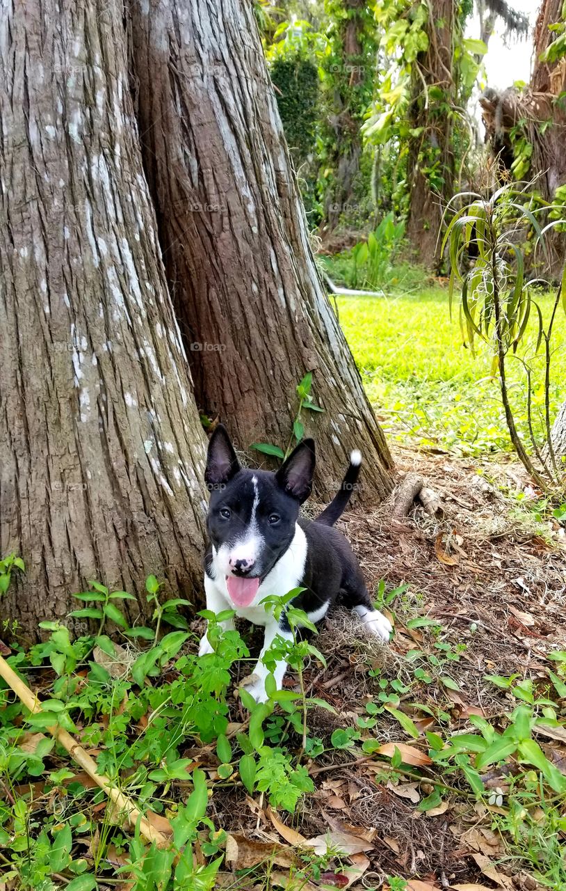 Sweet Milli in the yard