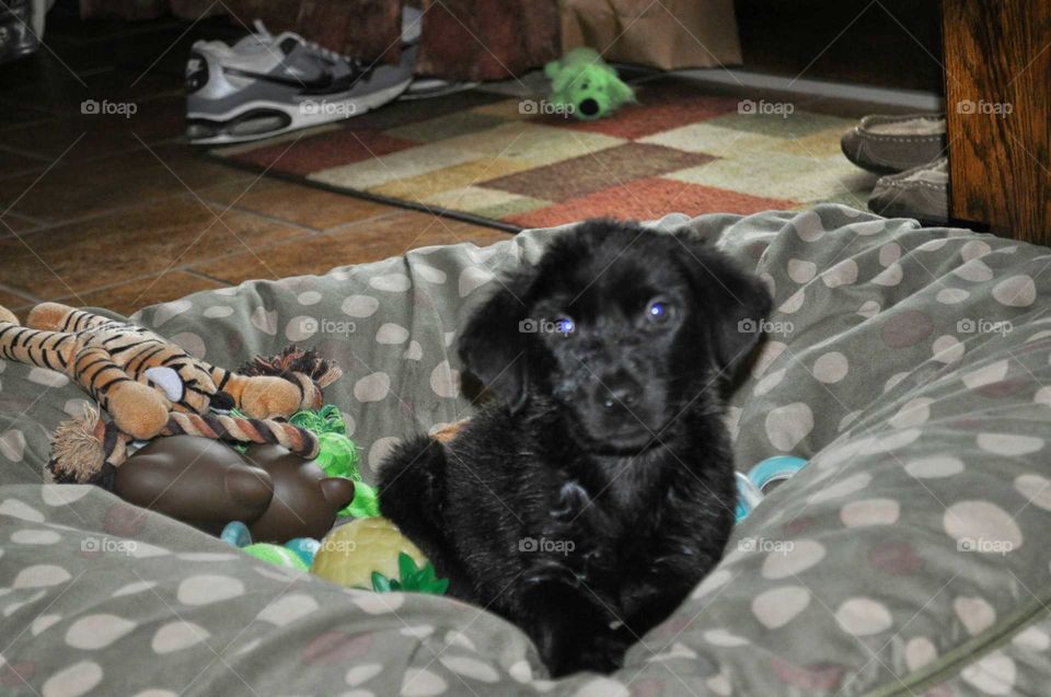black lab puppy