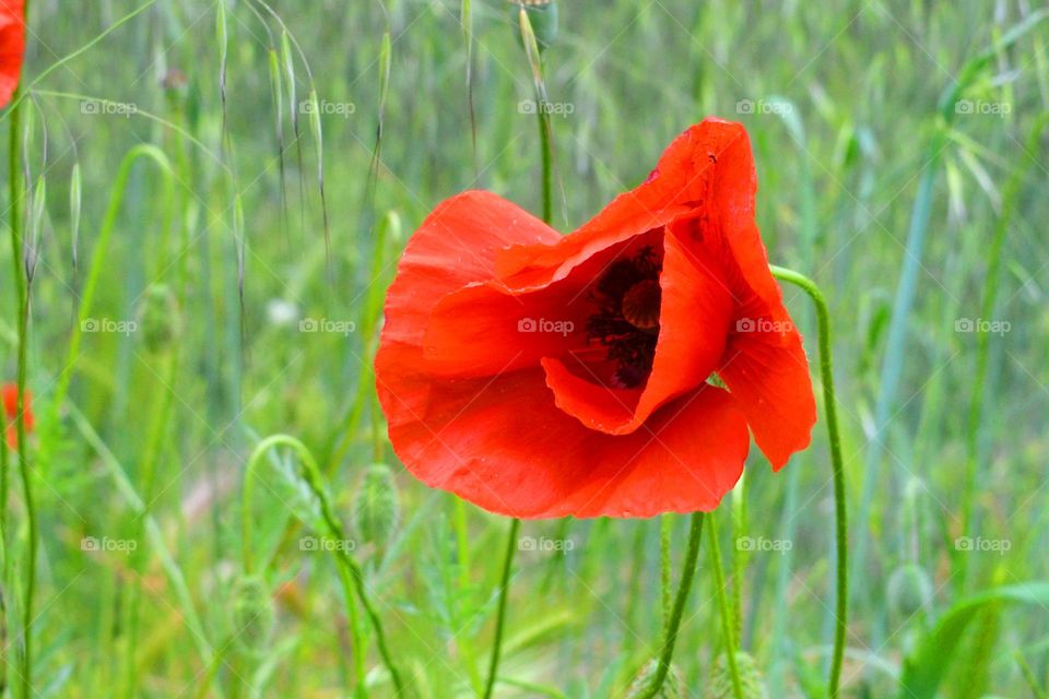 Complementary Colors, red and green