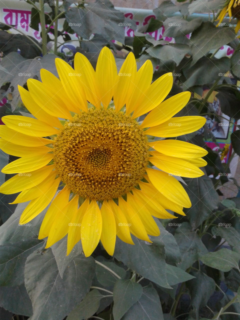 Sunflower in village