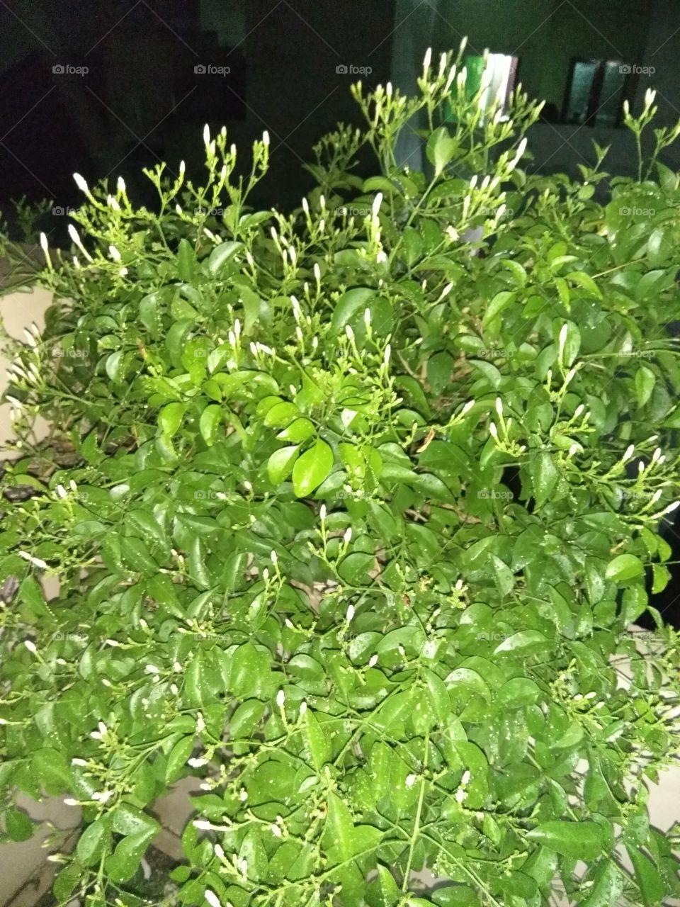 the lovely beautiful small flower