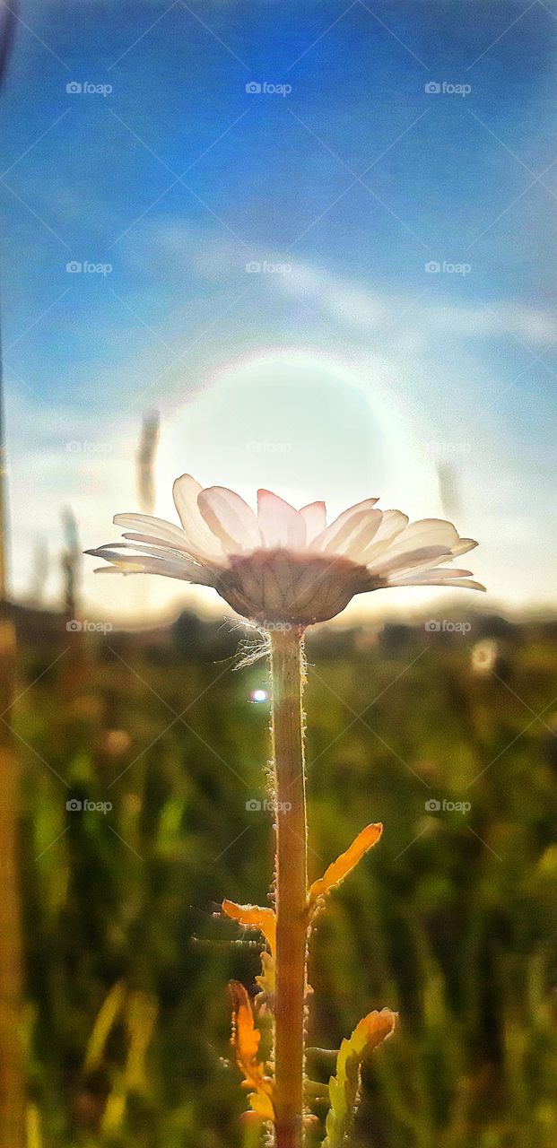 sunset and flower