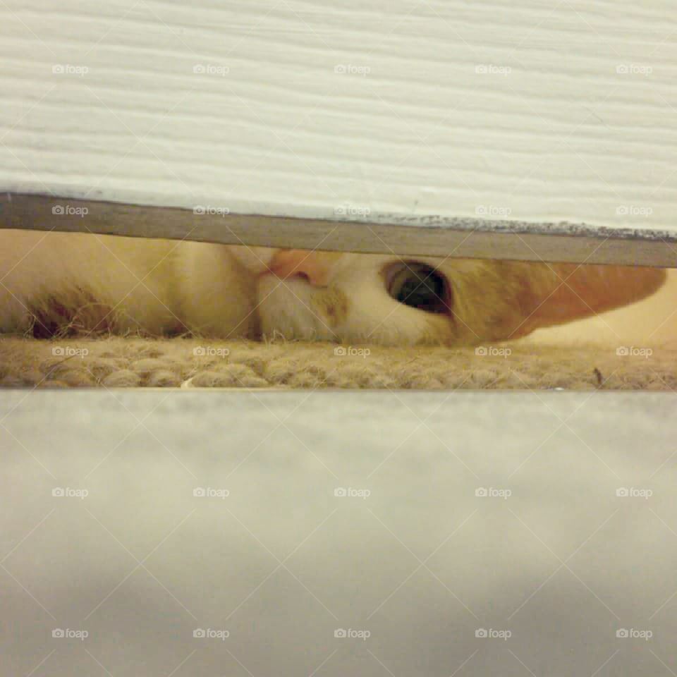 Quincy cat peeling under a door