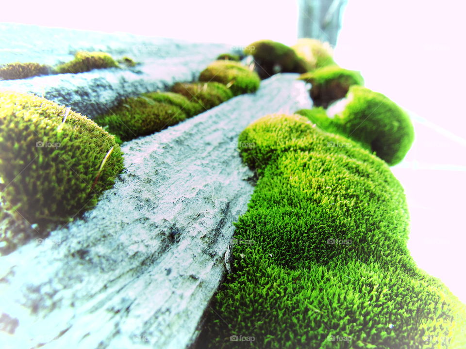 Moss 