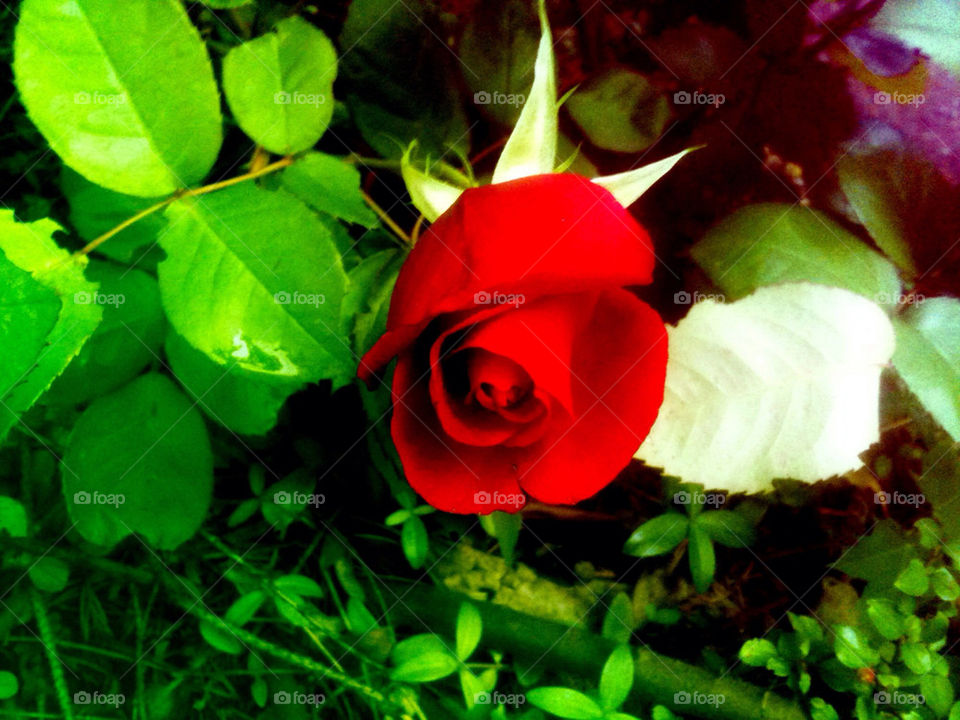 Beautiful red Rose