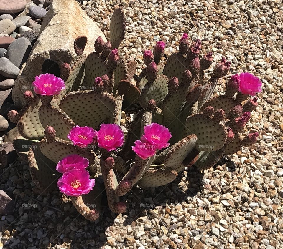 Desert cactus 