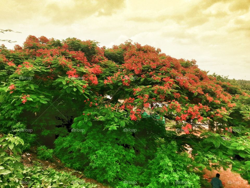 red and red. red flowers