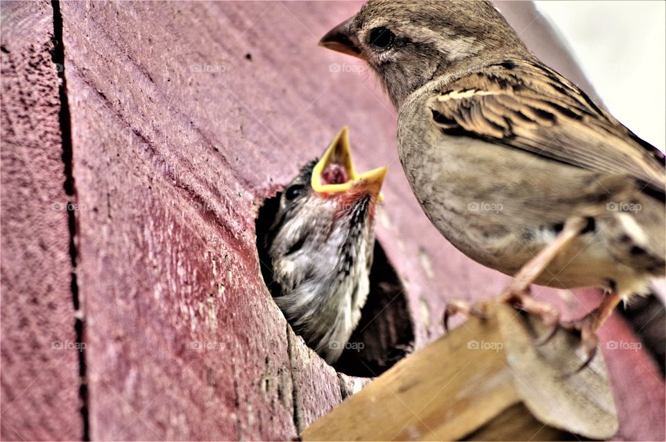 Bird baby feeding 