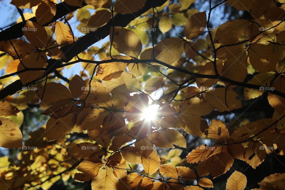 Low angle view of autumn leaves