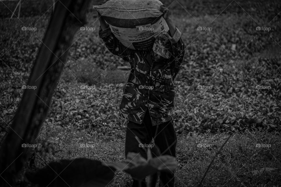 Farmers are lifting crops