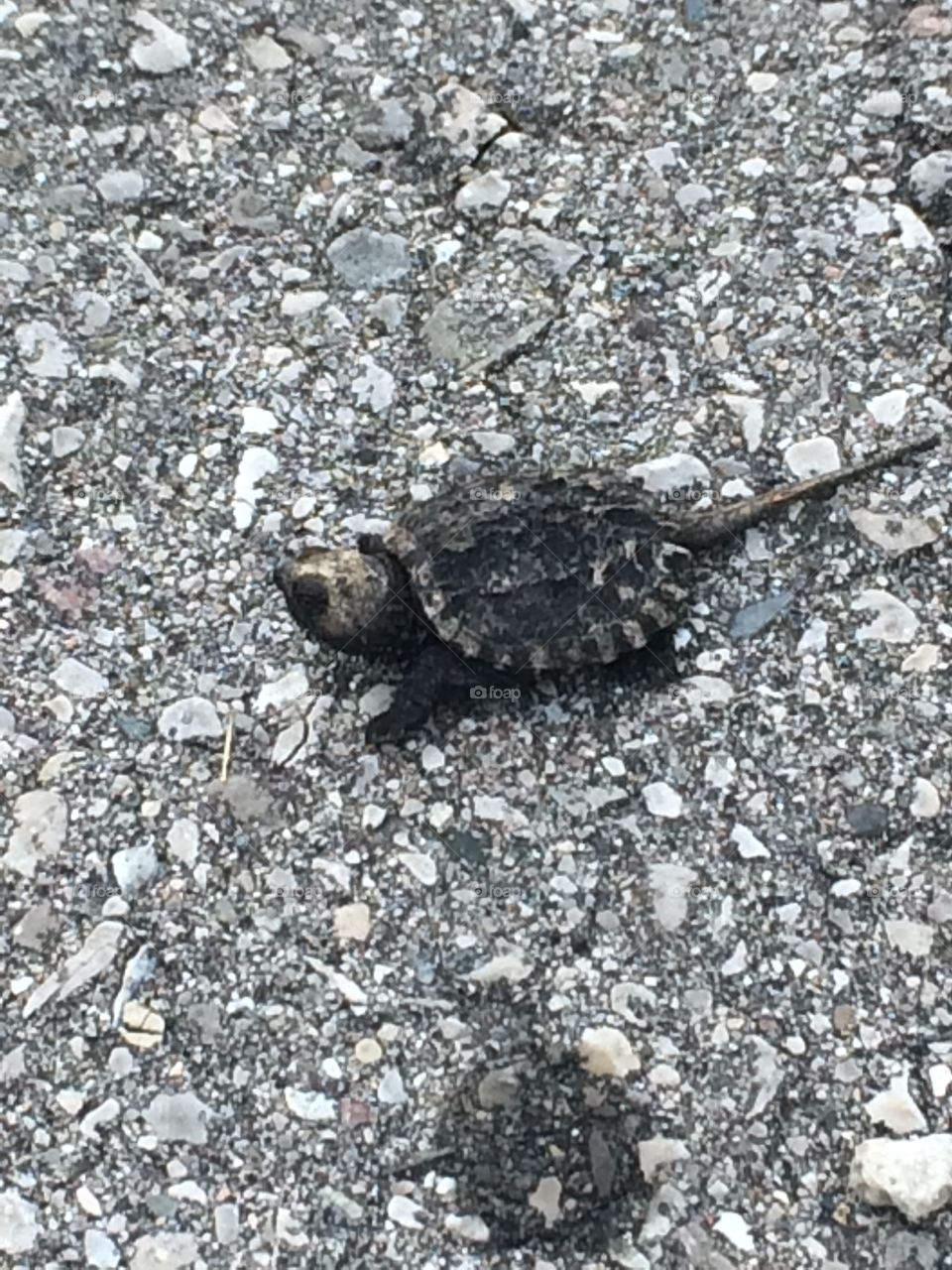 Baby Snapping Turtle