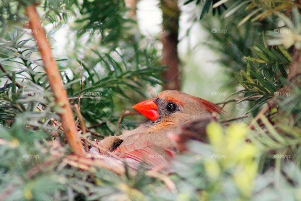 Mother Cardinal nest sitting