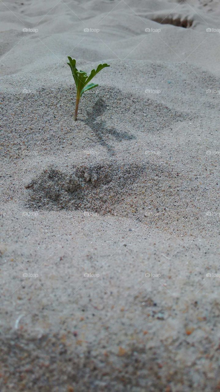 sand and little tree